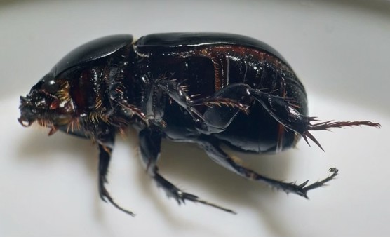 กรมการข้าว เตือน ภาพกข2