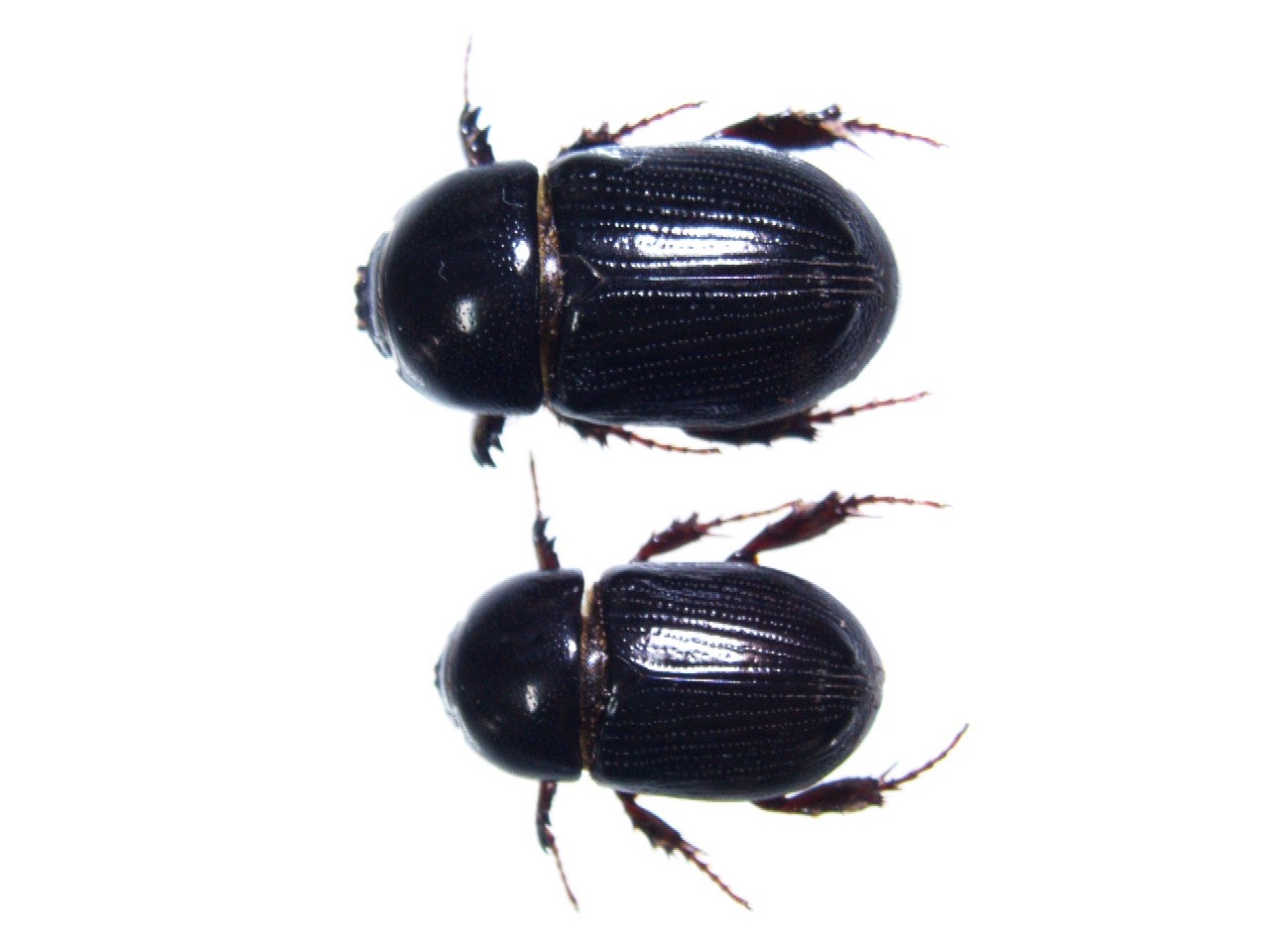 กรมการข้าว เตือน ภาพกข3