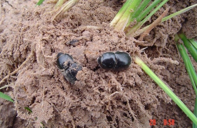 กรมการข้าว เตือน ภาพกข4