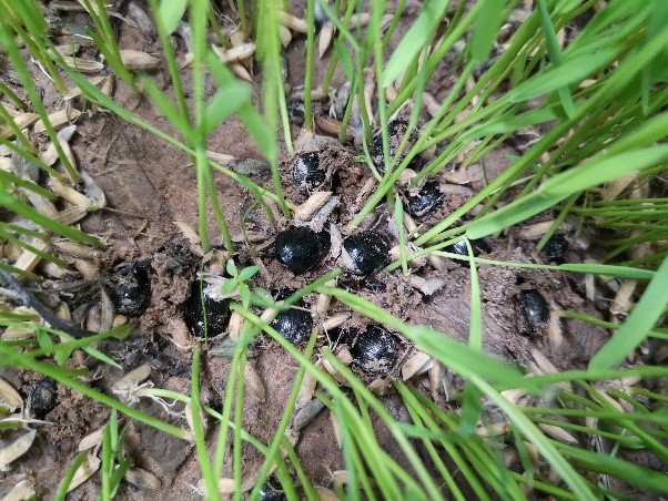 กรมการข้าว เตือน ภาพกข5