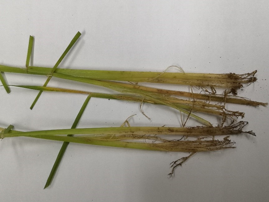 กรมการข้าว เตือน ภาพกข6