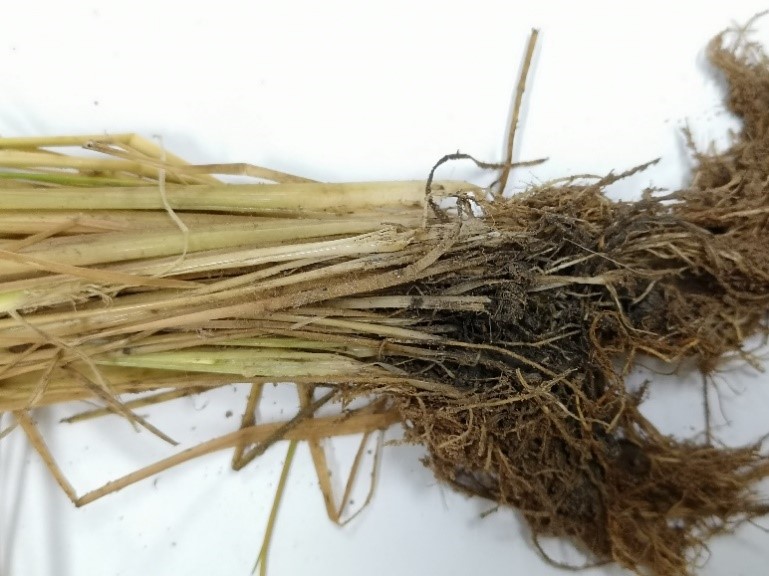 กรมการข้าว เตือน ภาพกข7