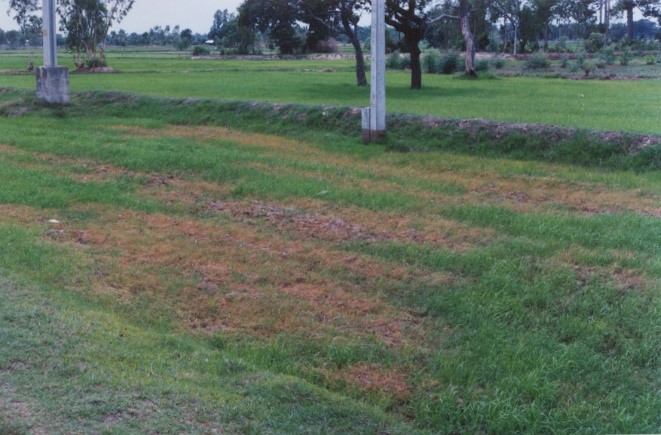 กรมการข้าว เตือน ภาพกข8