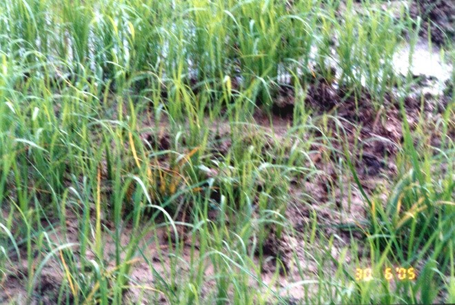 กรมการข้าว เตือน ภาพกข9