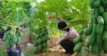 มะละกอตอนกิ่ง2