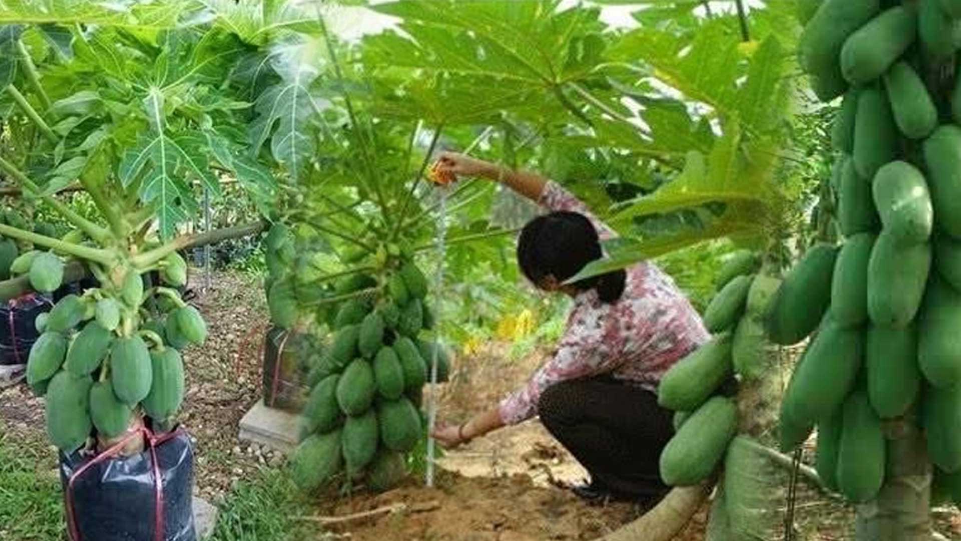 มะละกอตอนกิ่ง ให้ผลผลิตเร็ว ต้นเตี้ย ไม่กลัวลม 1 มะละกอตอนกิ่ง2