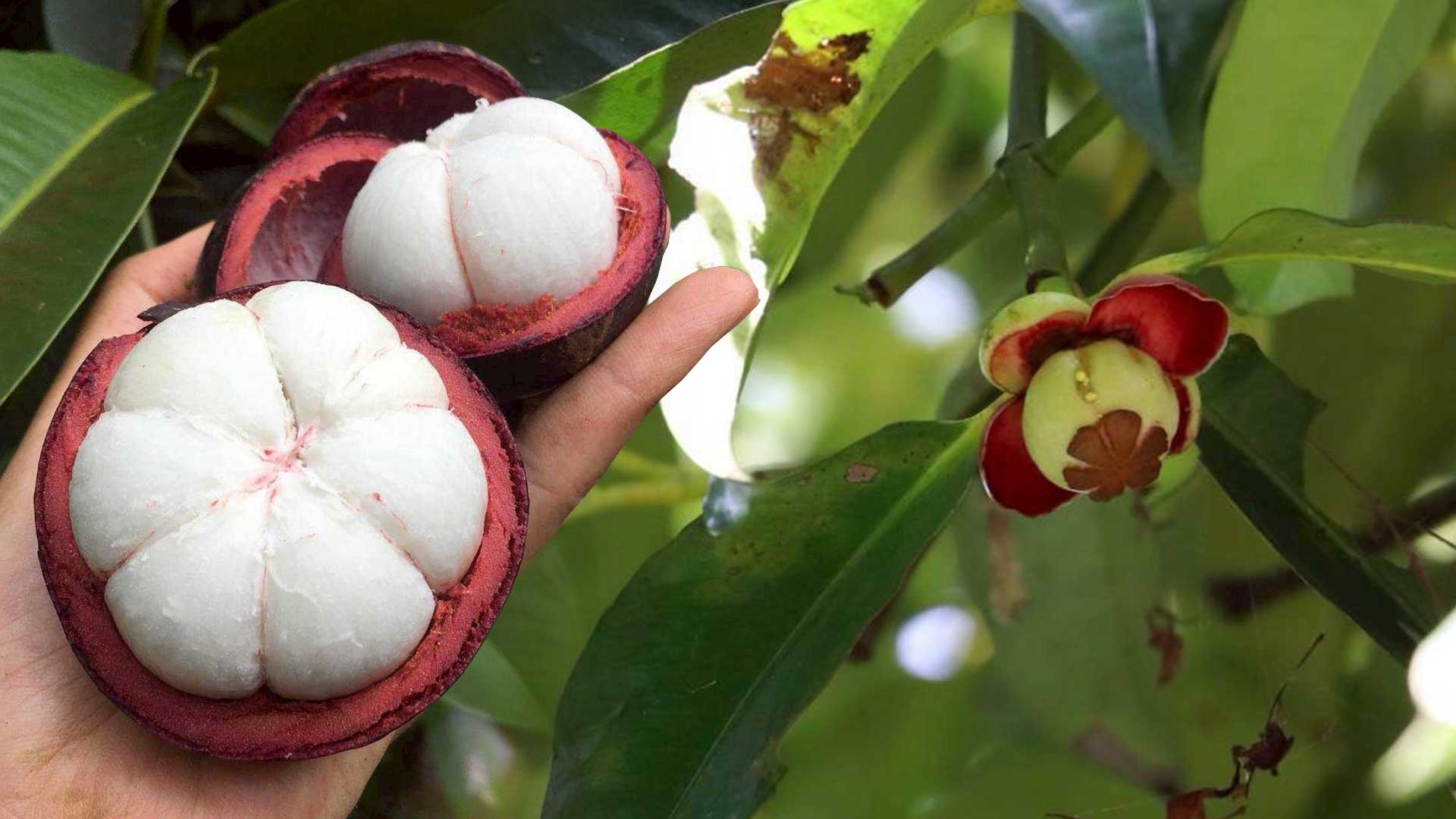 ขึ้นทะเบียน “มังคุดในสายหมอกเบตง” สินค้า GI รายการใหม่จังหวัดยะลา ผลกลมโต เนื้อสีขาวนวลปุยฝ้าย รสชาติหวานนำเปรี้ยว สร้างรายได้กว่า 62 ล้านบาท 1 มังคุดในสายหมอกเบตง3