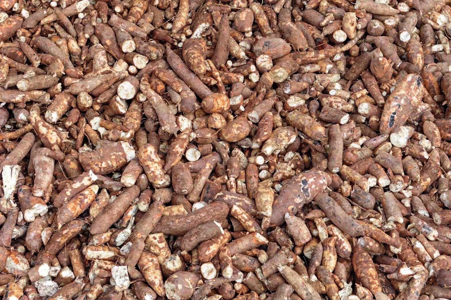 ปีนี้…ราคามันสำปะหลังดำดิ่งลงสุดๆ เกษตรกรจะสู้ไหวไหม 2 มันสำปะหลัง 77