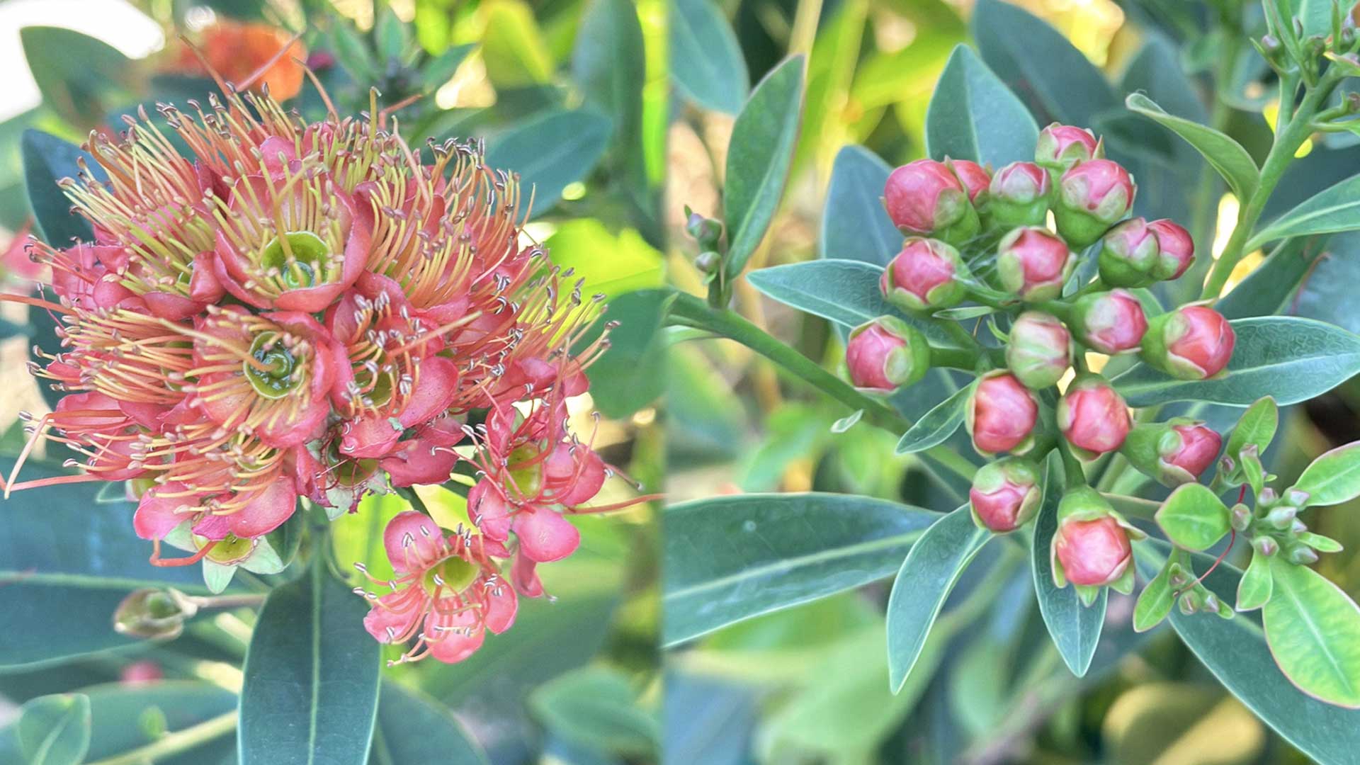 ปลูก “รักแรกพบ” จะได้ “พบรัก” ดอกไม้ชื่อเพราะ ความหมายดี มีหลากหลายสีให้เลือก 1 รักแรกพบ2