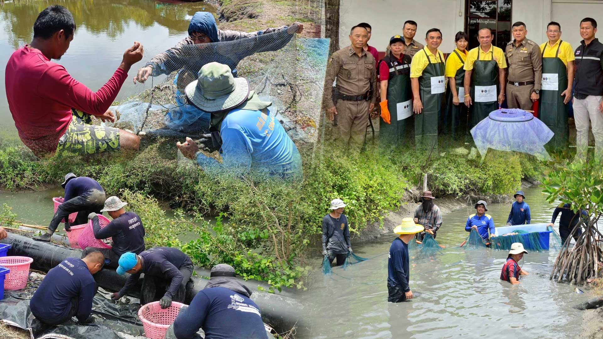 สมุทรสงคราม โชว์ผลชัด สมุทรสงคราม โชว์ผลชัด3