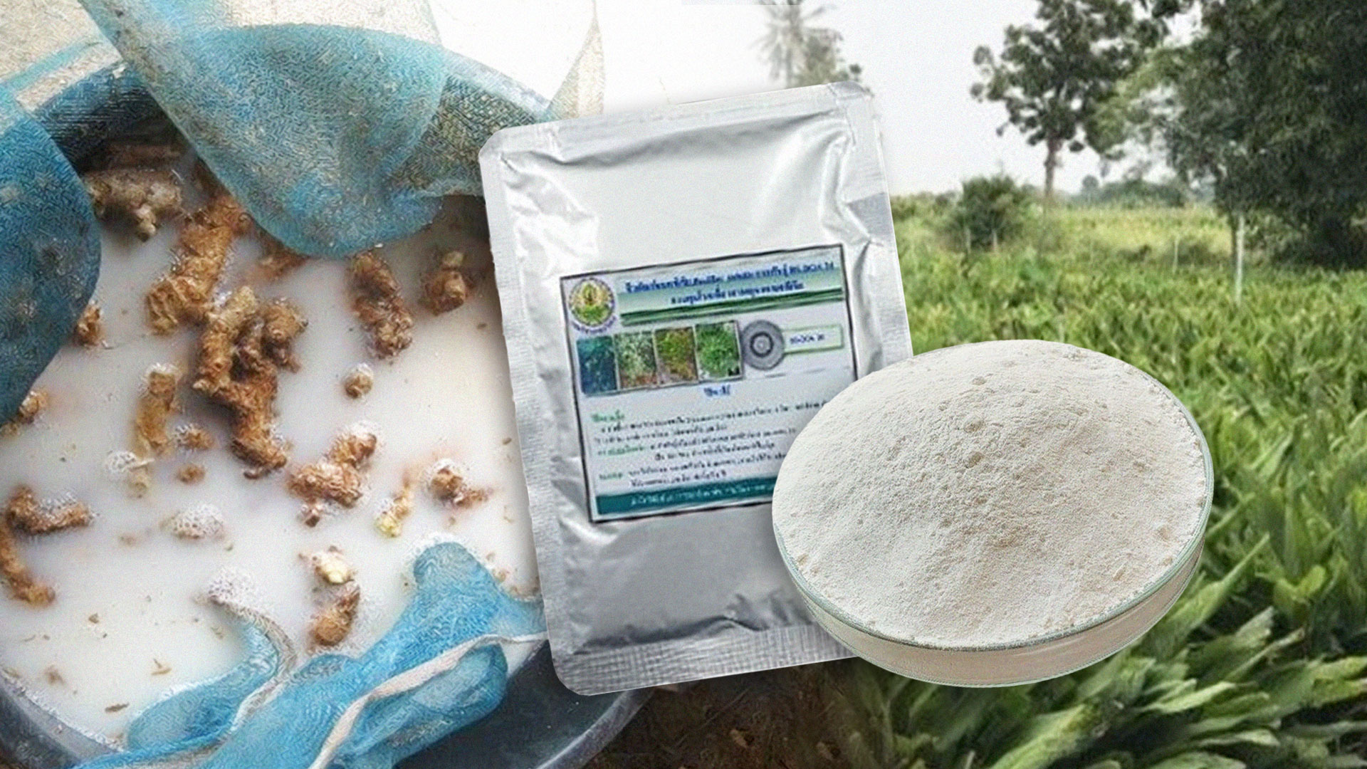 สู้ โรคเหี่ยวในพืชผัก2