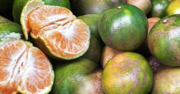 ส้มโชกุนเบตง3 1