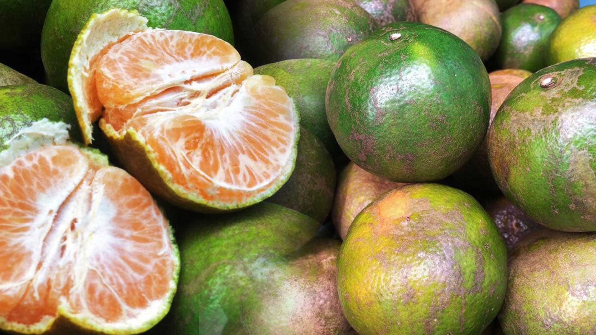 ชวนทาน… ส้มโชกุนเบตง3 1