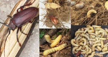 อากาศร้อน2