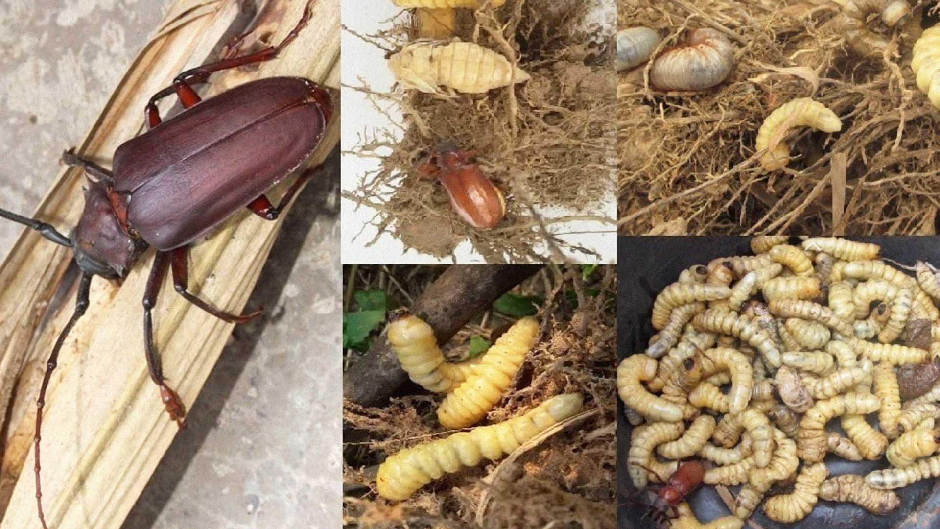 อากาศร้อน ฝนตก ระวัง อากาศร้อน2