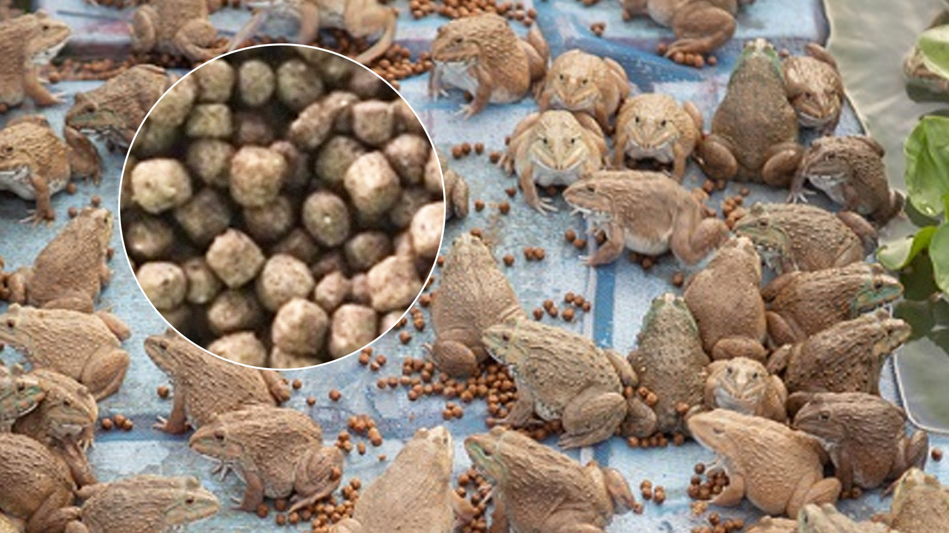 อาหารกบ2