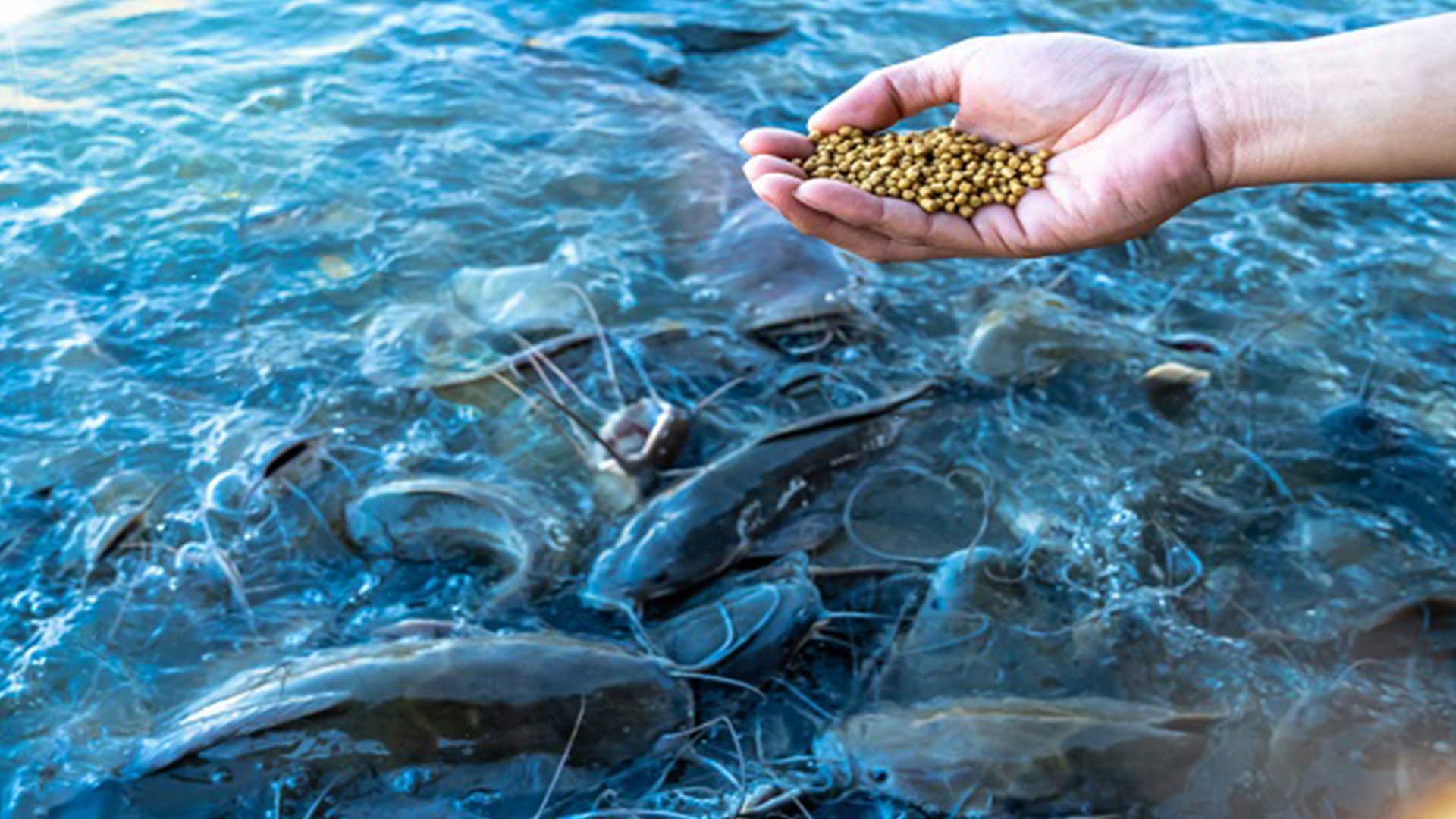 อาหารปลาดุก3