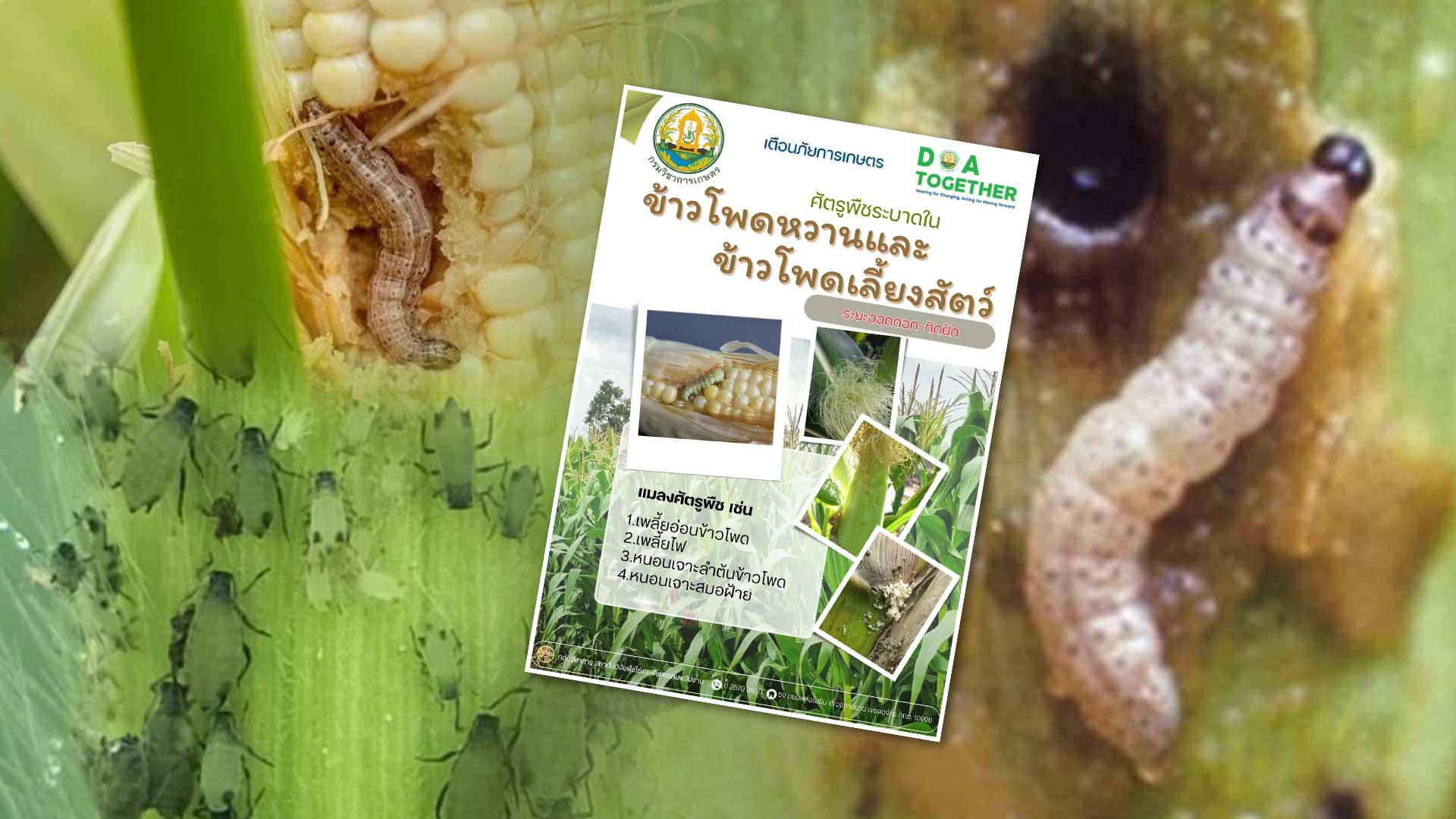 เตือนภัย เกษตรกรผู้ปลูกข้าวโพดหวานและข้าวโพดเลี้ยงสัตว์ในระยะออกดอก – ติดฝัก ให้ระวังการเข้าทำลายของแมลงศัตรูพืช 1 เตือนภัย3