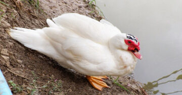 เป็ดบาบารี่2