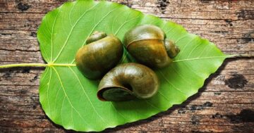 เลี้ยงหอยโข่ง2