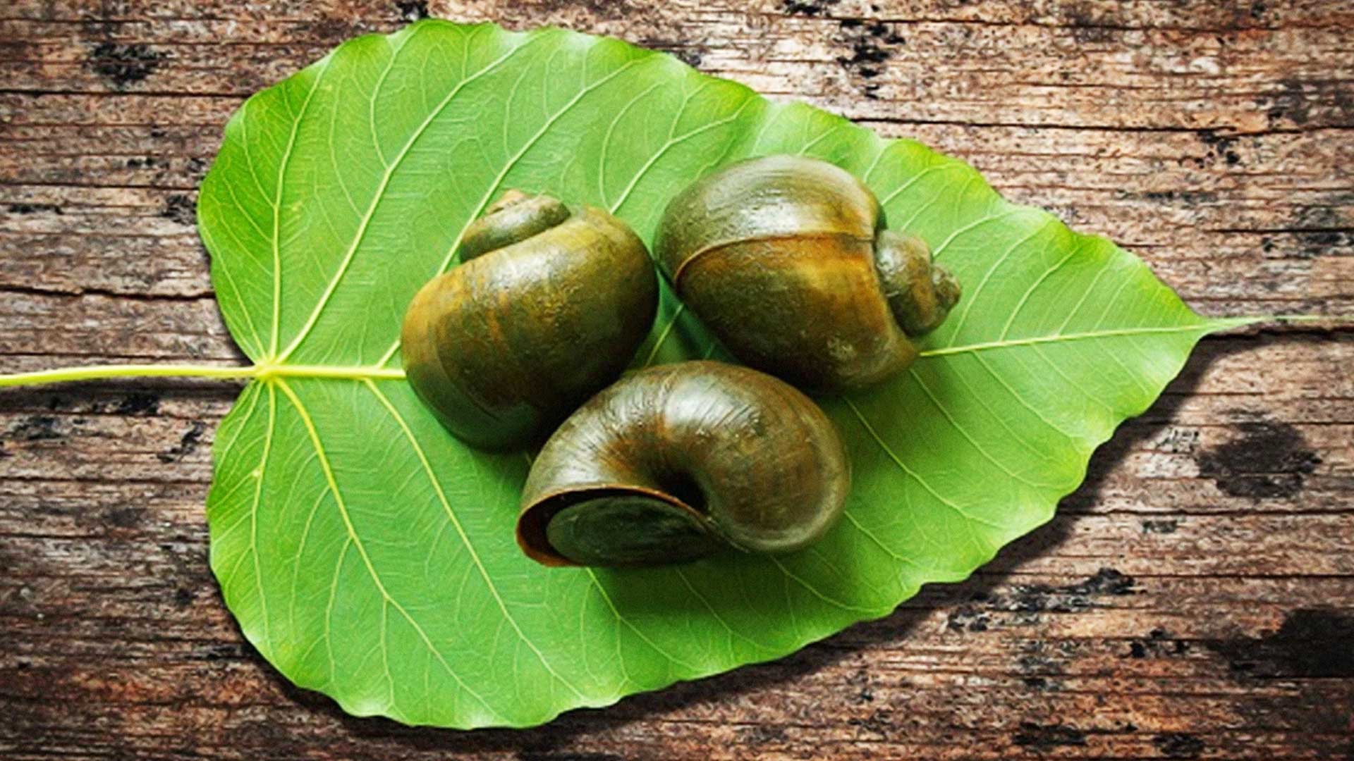 เลี้ยงหอยโข่ง2