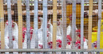 เล้าไก่3