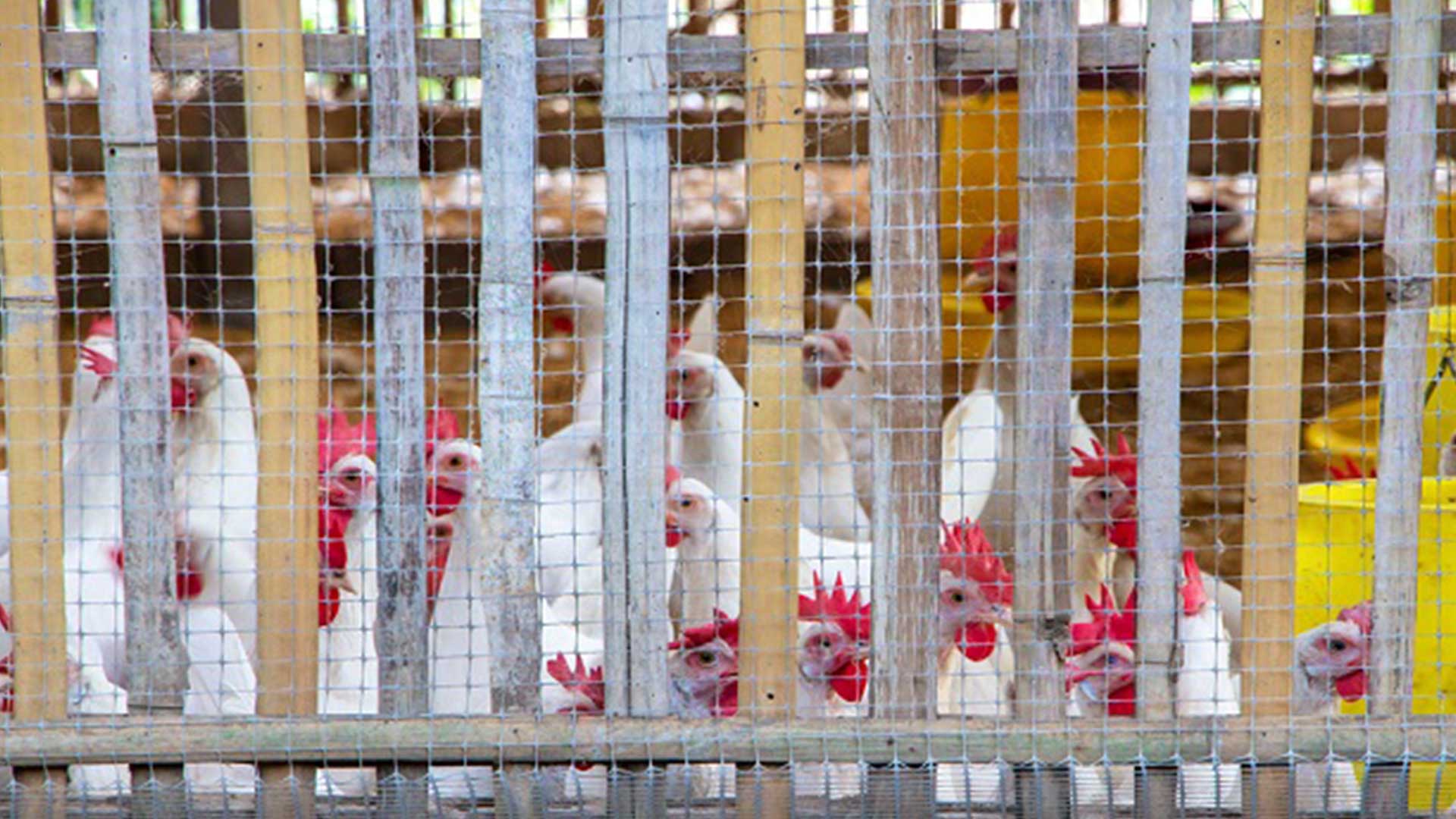 เล้าไก่3