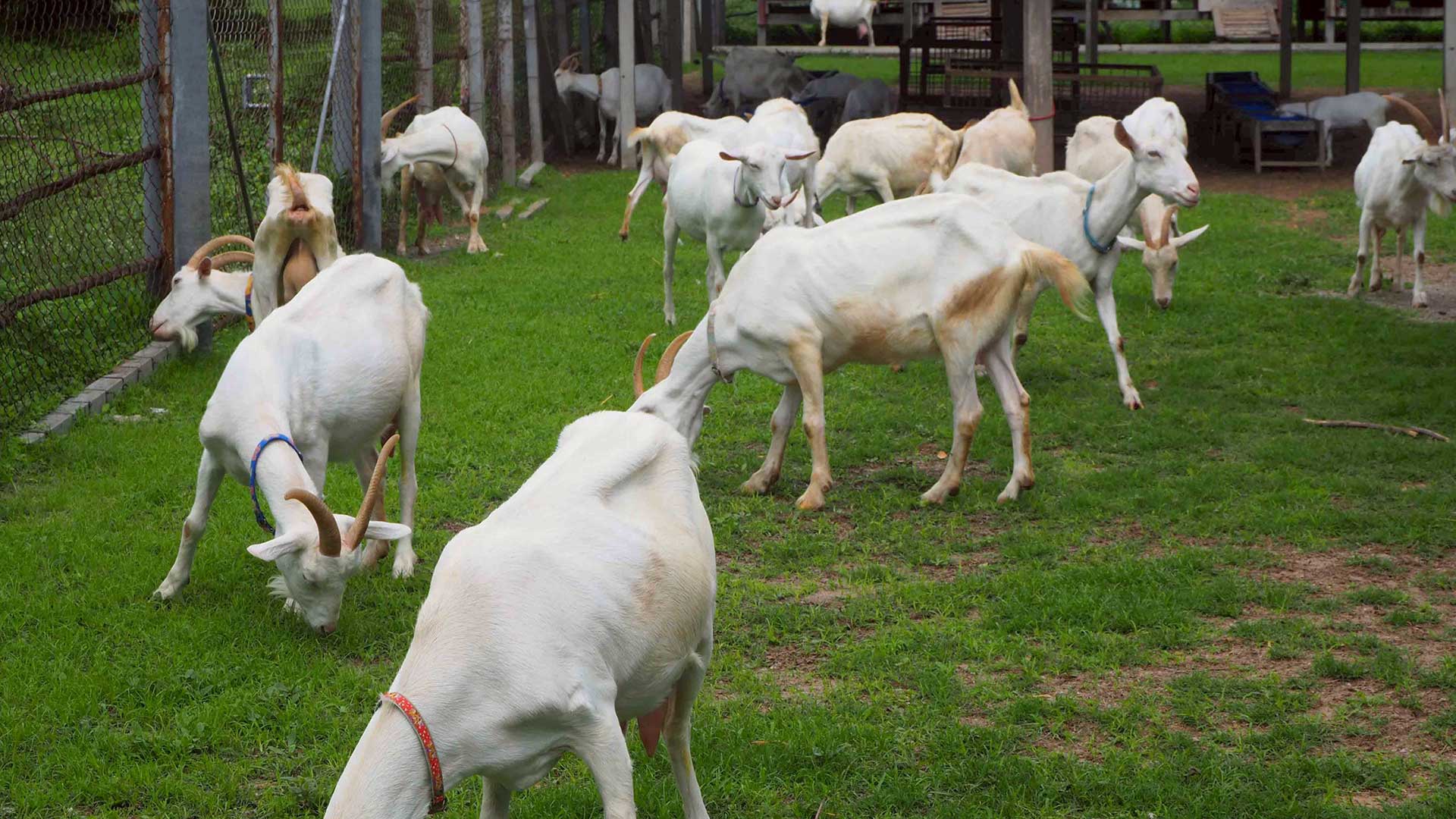 เรื่องต้องรู้ ..ก่อนจะเลี้ยง แพะนม3