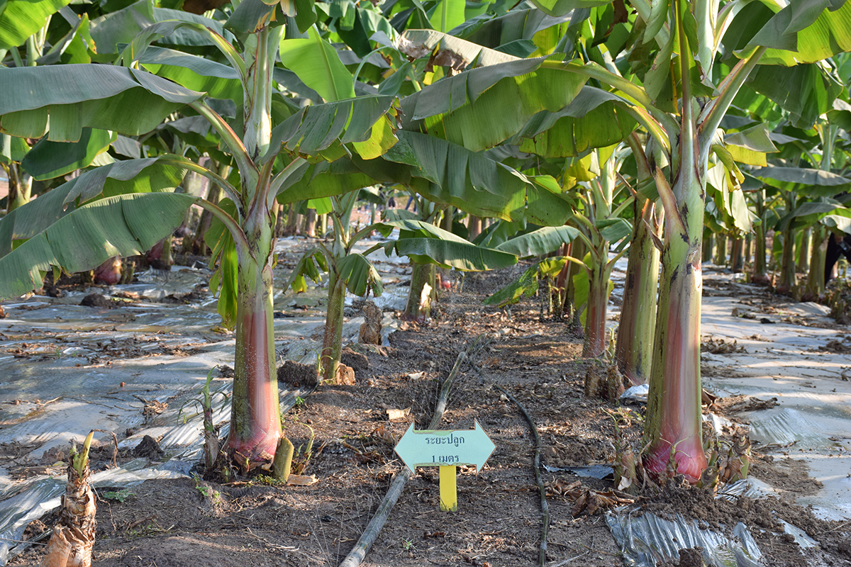 กรมวิชาการเกษตร ชู เกษตรกร GAP ดีเด่นแห่งชาติเรียนรู้จากประสบการณ์จริง นำเทคโนโลยีมาปรับใช้ ต้นแบบเกษตรกรยุคใหม่ 4 002