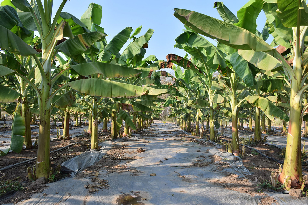 กรมวิชาการเกษตร ชู เกษตรกร GAP ดีเด่นแห่งชาติเรียนรู้จากประสบการณ์จริง นำเทคโนโลยีมาปรับใช้ ต้นแบบเกษตรกรยุคใหม่ 5 003