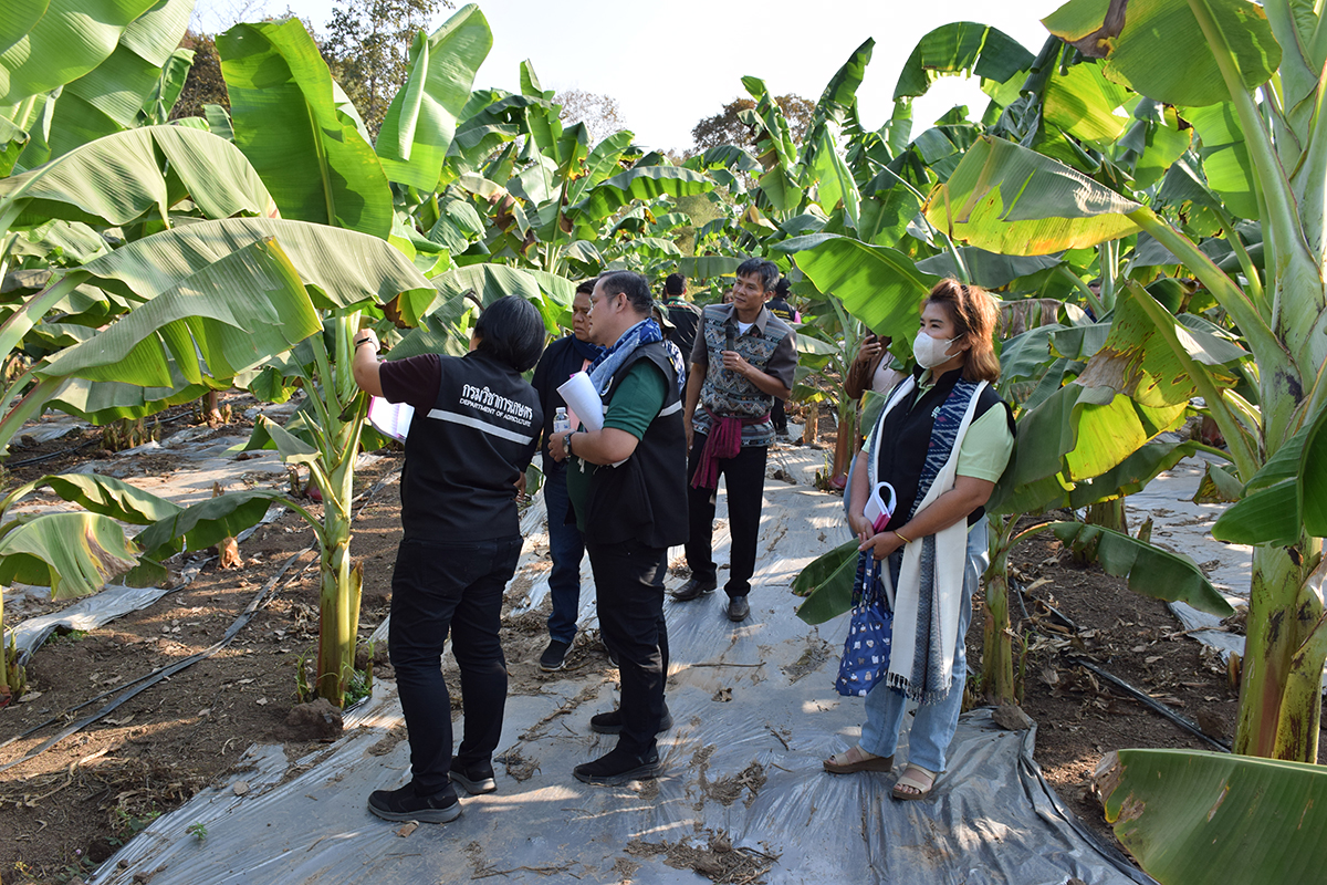 กรมวิชาการเกษตร ชู เกษตรกร GAP ดีเด่นแห่งชาติเรียนรู้จากประสบการณ์จริง นำเทคโนโลยีมาปรับใช้ ต้นแบบเกษตรกรยุคใหม่ 11 009