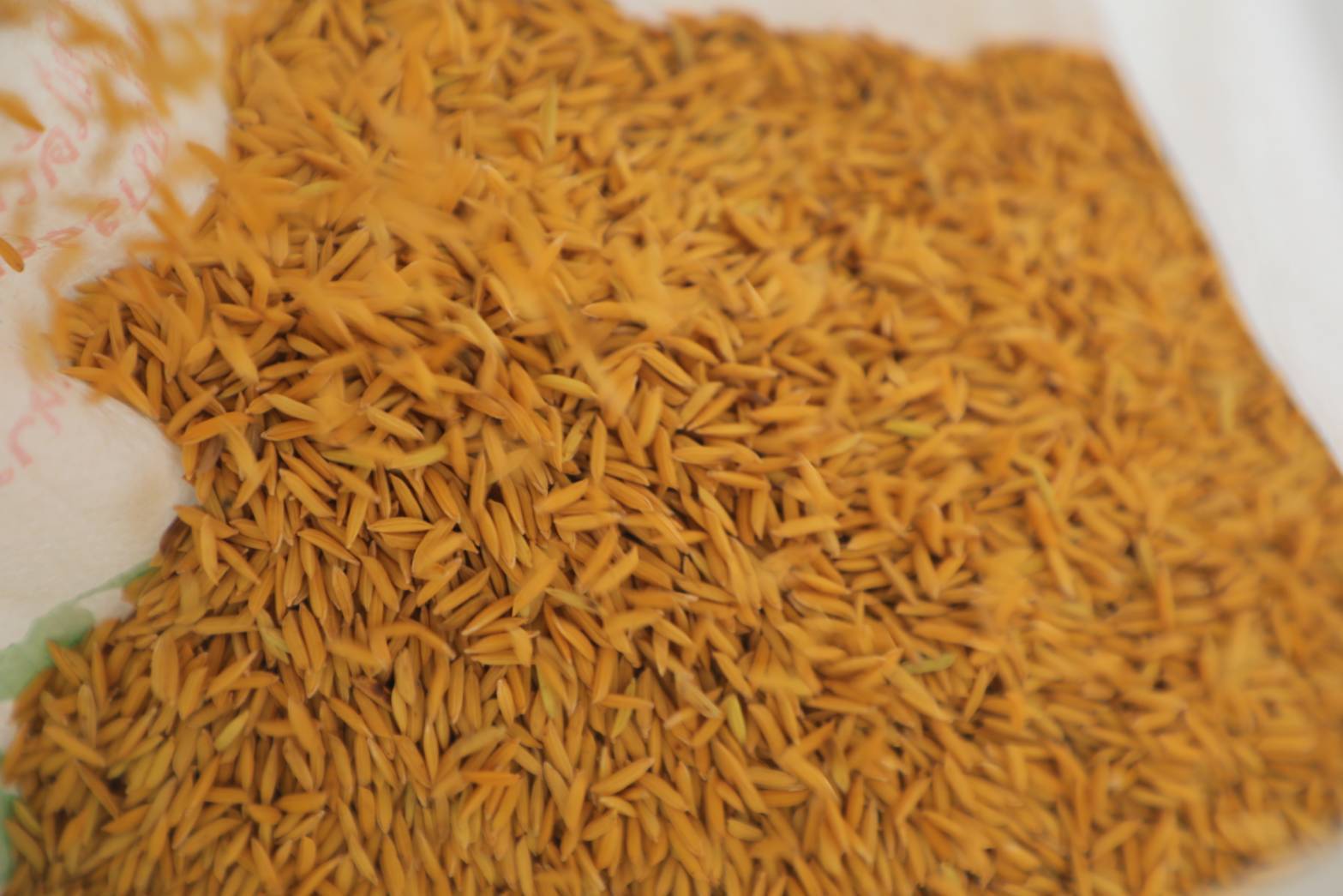 กรมการข้าวนำคณะสื่อมวลชนสัญจรศึกษาดูงาน โครงการเสริมสร้างศักยภาพการผลิตเมล็ดพันธุ์ข้าวของศูนย์ข้าวชุมชน ณ จังหวัดปราจีนบุรี และจังหวัดฉะเชิงเทรา 6 12685