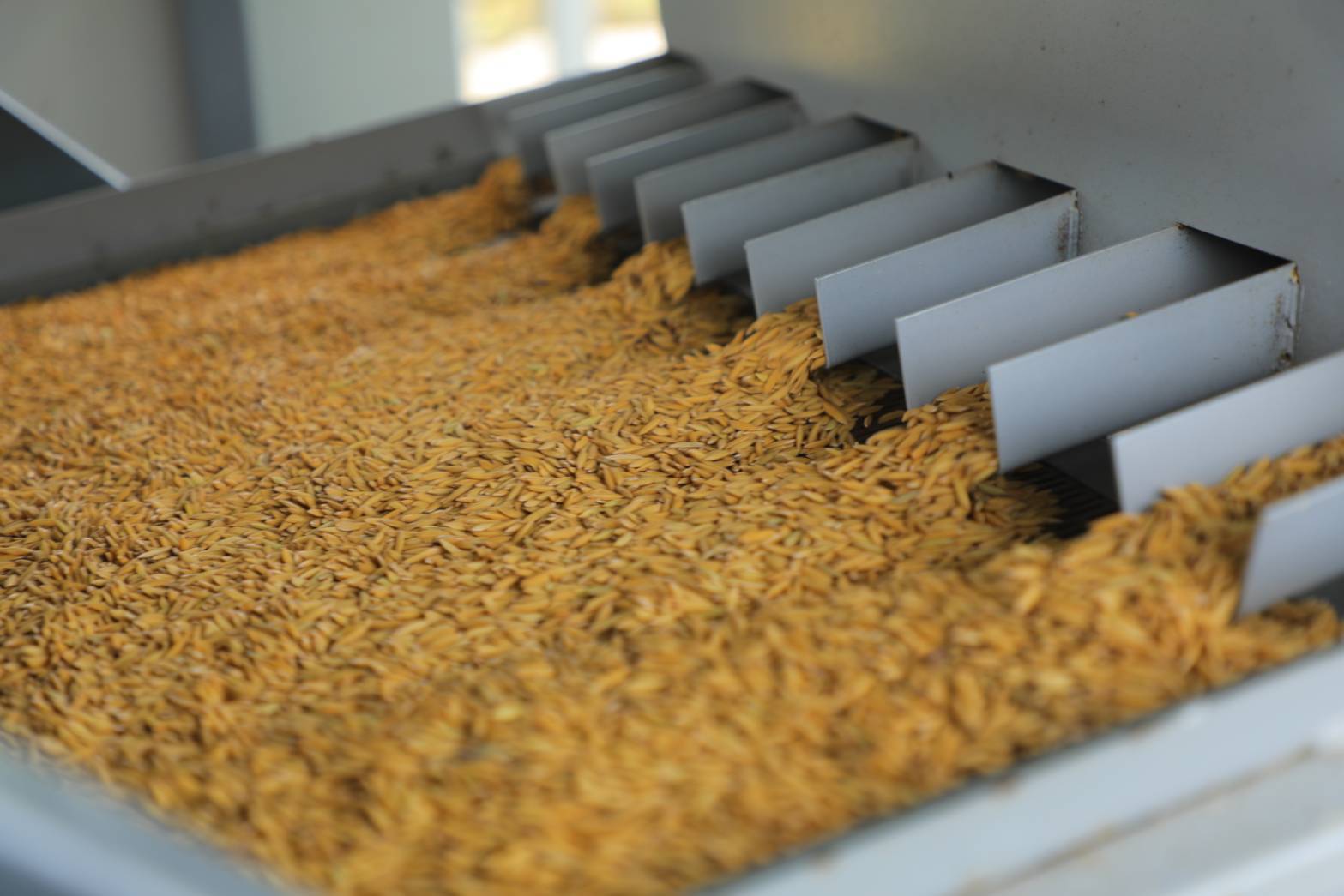 กรมการข้าวนำคณะสื่อมวลชนสัญจรศึกษาดูงาน โครงการเสริมสร้างศักยภาพการผลิตเมล็ดพันธุ์ข้าวของศูนย์ข้าวชุมชน ณ จังหวัดปราจีนบุรี และจังหวัดฉะเชิงเทรา 7 12686