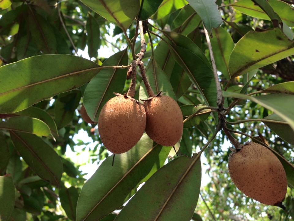 เกาะกระแสแชมป์โลก “ไอศกรีมละมุด 100 ปี” ได้สร้างความฮือฮาด้วยการ คว้ารางวัลชนะเลิศอันดับ 1 ของโลก สาขาไอศกรีม บนเวที Gourmand Awards 2024 หรือที่รู้จักกันในนาม 13266122 1084624848226686 892257525357374578 n