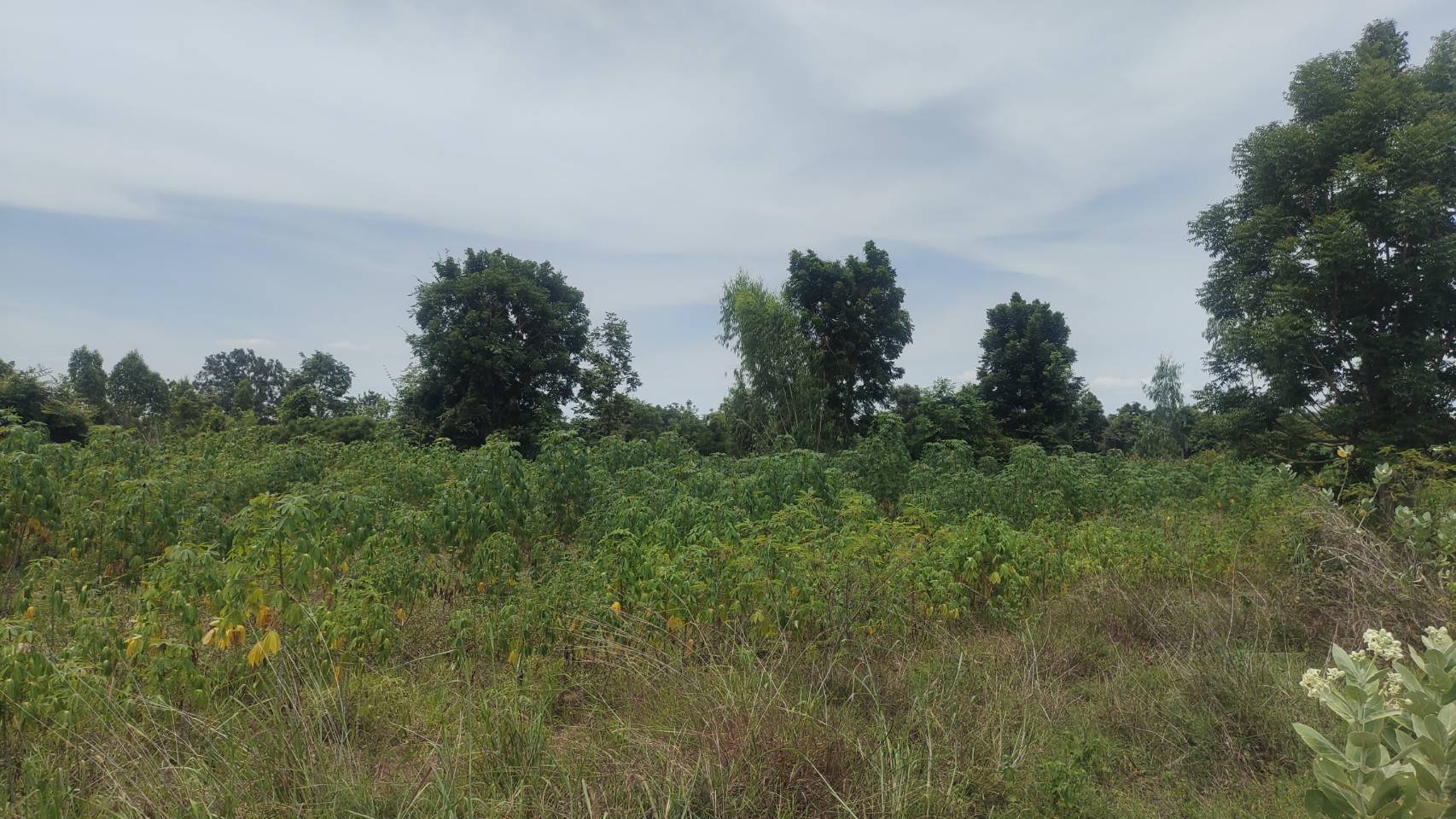 สศก. ถอดบทเรียนปัญหาพื้นที่เพาะปลูกทับซ้อน เตรียมใช้ Machine Learning หนุนการจัดทำแผนที่เกษตรกรรม 4 148231 0