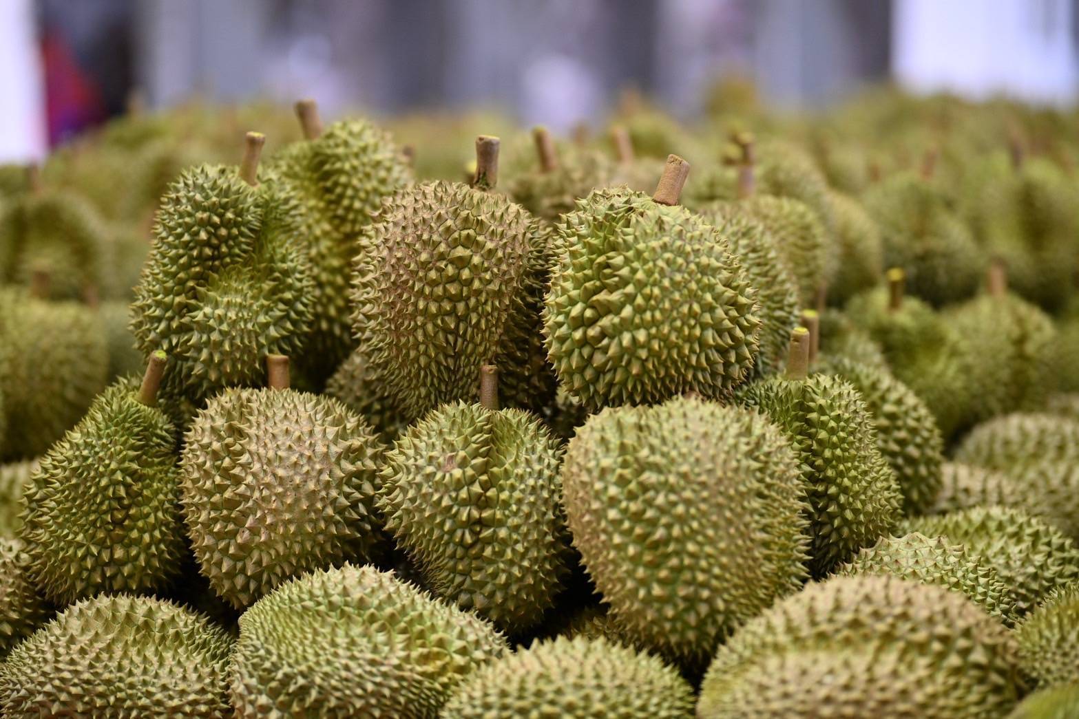 มกอช. บังคับใช้มาตรฐานใหม่ “ล้งทุเรียน” ต้องมีใบอนุญาต เริ่ม 10 ก.ค.นี้ 6 1859764