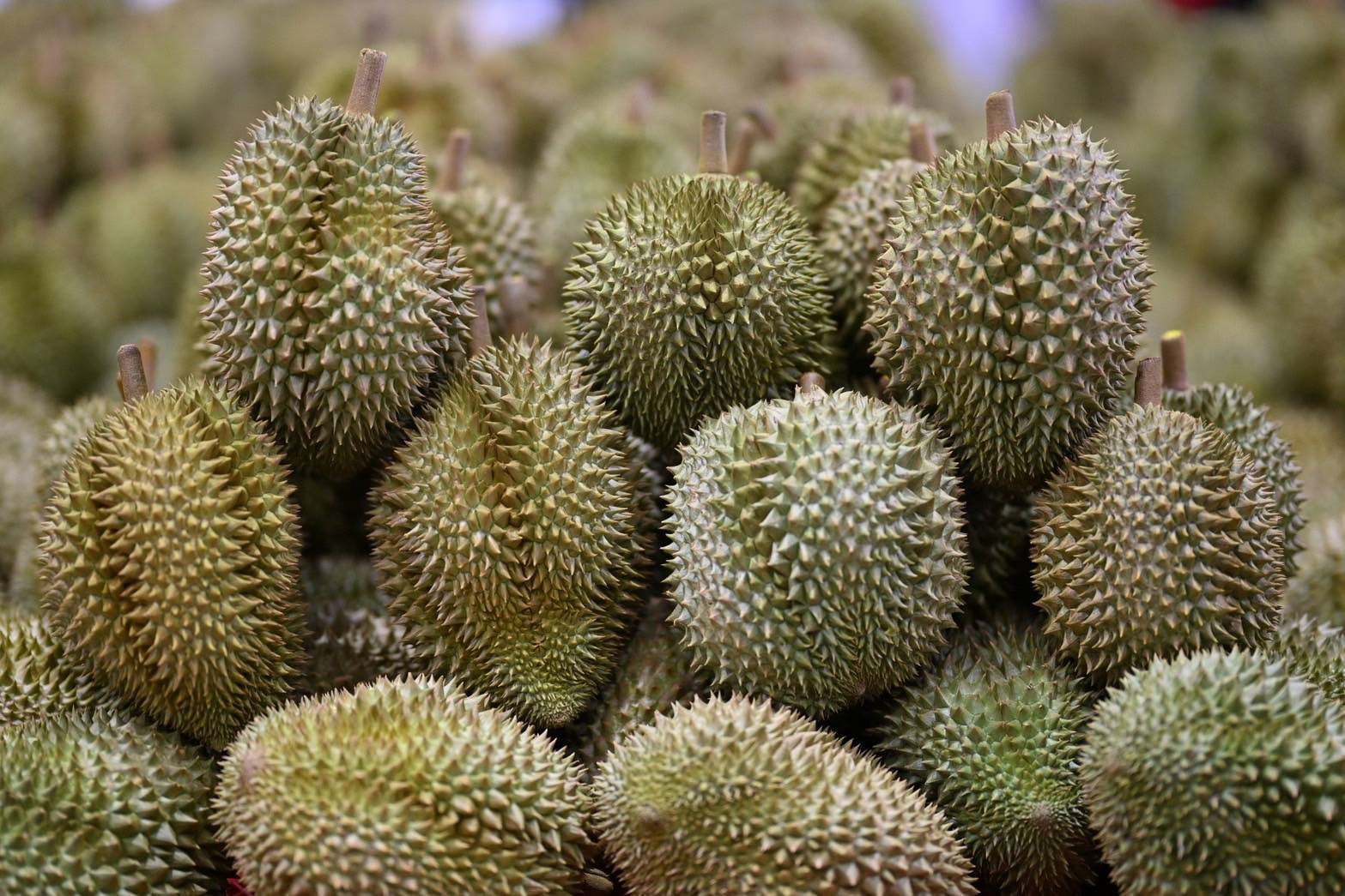 มกอช. บังคับใช้มาตรฐานใหม่ “ล้งทุเรียน” ต้องมีใบอนุญาต เริ่ม 10 ก.ค.นี้ 7 1859765