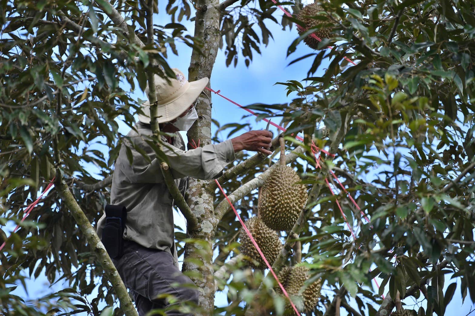 มกอช. ย้ำมาตรฐานใหม่ “ล้งทุเรียน” บังคับใช้ 10 ก.ค.นี้ ต้องขอใบอนุญาตก่อนส่งออก พร้อมอำนวยความสะดวกการส่งออกเพื่อให้เป็นตามมาตรฐานบังคับได้ 3 1860037