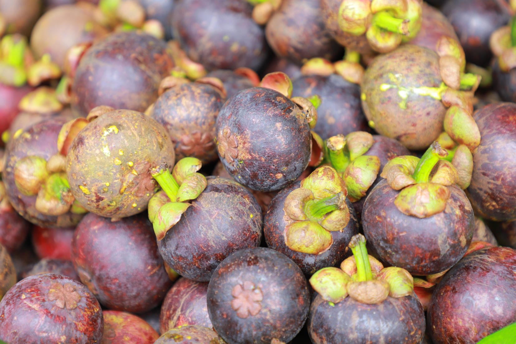 กรมส่งเสริมการเกษตร ปลื้ม ดันตลาดมังคุดคุณภาพ สดจากสวนแปลงใหญ่ถึงมือผู้บริโภคกระจายสินค้าเกษตรทะลุ 600 ตัน ผ่านตลาดเกษตรกรทั่วประเทศ 4 20250707005437 1b870154