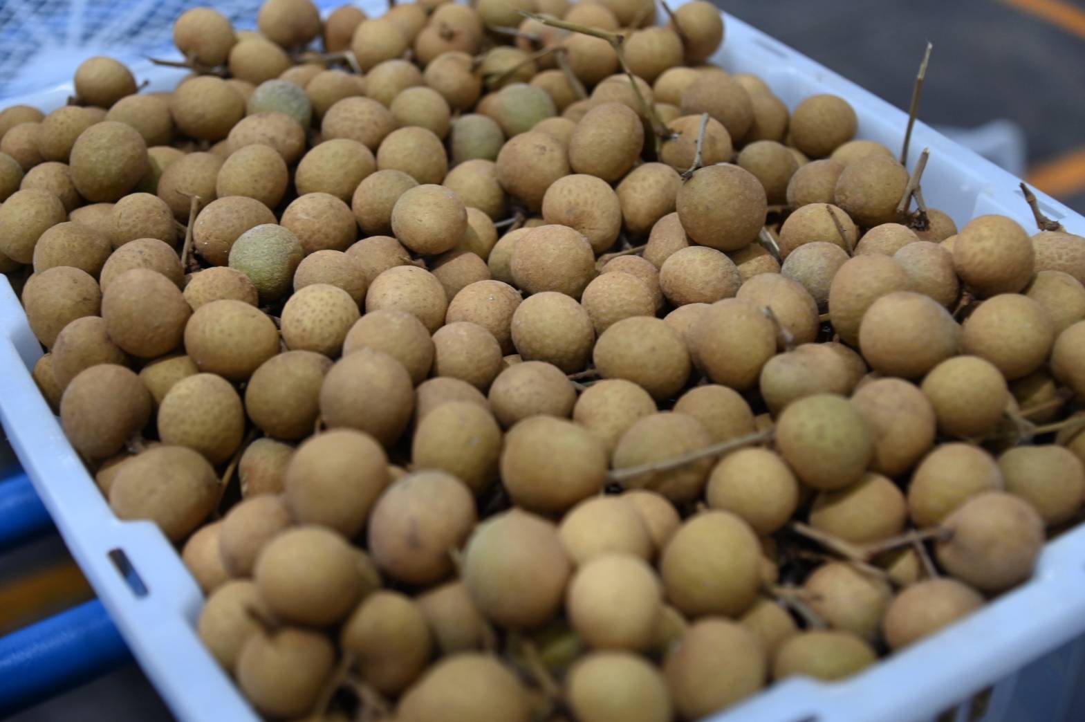 ‘สุชาติ’ แจงลำไยราคา กก.ละ 1 บาทเป็นลำไยเกรด C สั่งเดินหน้ามาตรการคู่ขนาน ดันราคาลำไย ดูดซับผลผลิตช่วยเกษตรกร เร่งส่งออก-แปรรูป เชื่อมตลาดใน-ต่างประเทศ 4 20250712077