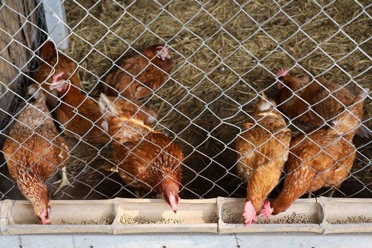 รู้วิธีให้อาหารไก่ไข่เพื่อผลผลิตคุณภาพและปริมาณมาก 3 229121 20221224063750 972aed3