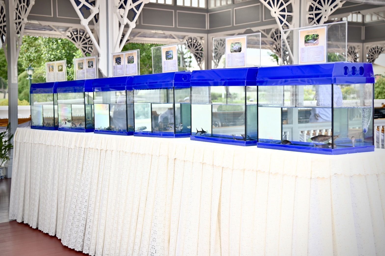 กรมประมงจัดกิจกรรมปล่อยพันธุ์สัตว์น้ำ16.4 ล้านตัว ทั่วประเทศเนื่องในโอกาสมหามงคลเฉลิมพระชนมพรรษาพระบาทสมเด็จพระเจ้าอยู่หัว 7 33568