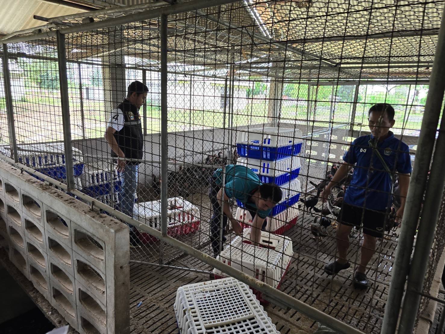 “ฉก.พญานาคราช” จับไก่พื้นเมืองเถื่อนในจังหวัดมุกดาหาร มูลค่า 130,400 บาท 6 3504164