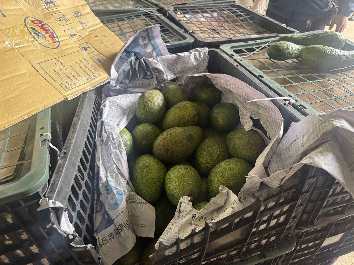 “ฉก.พญานาคราช” จับอะโวคาโดเถื่อนกว่า 6 ตัน มูลค่าเกือบ 5 แสนบาท 5 3514570