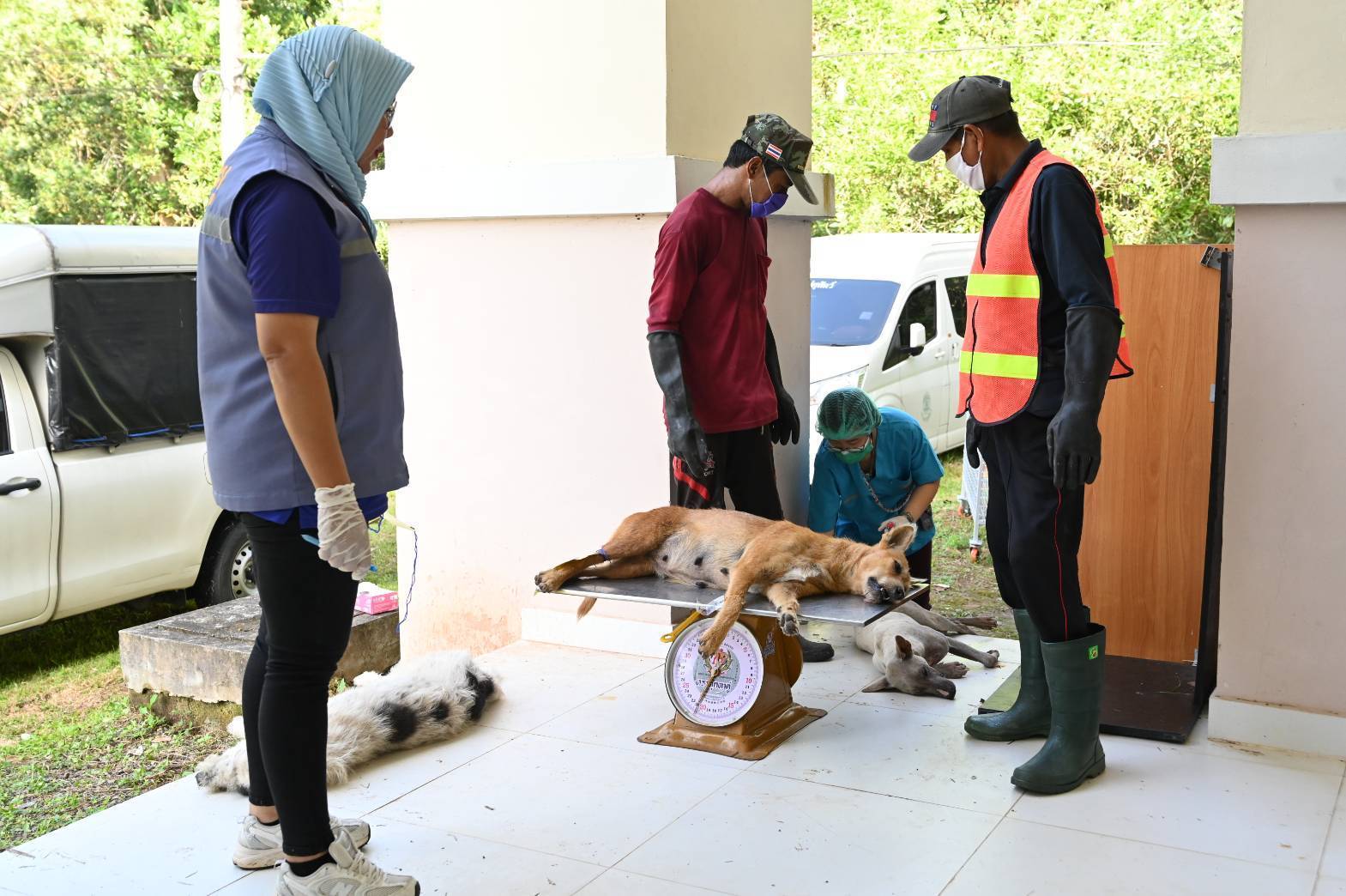 กรมปศุสัตว์ ออกหน่วยให้บริการโครงการสัตวแพทย์พระราชทานฯ ในพื้นที่จังหวัดสตูล 10 383167