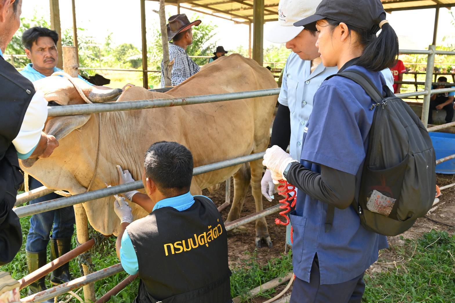 กรมปศุสัตว์ ออกหน่วยให้บริการโครงการสัตวแพทย์พระราชทานฯ ในพื้นที่จังหวัดสตูล 12 383169