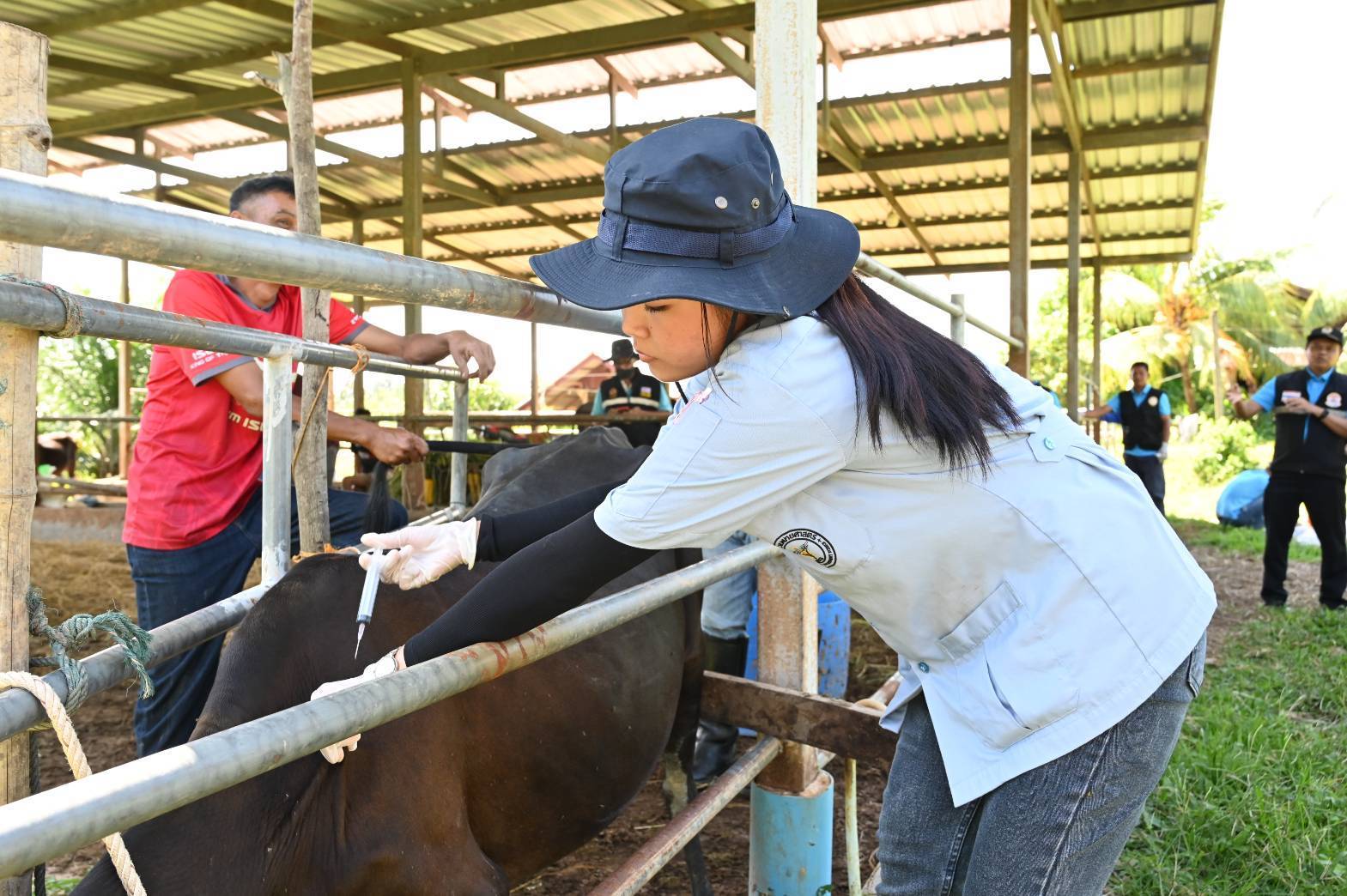 กรมปศุสัตว์ ออกหน่วยให้บริการโครงการสัตวแพทย์พระราชทานฯ ในพื้นที่จังหวัดสตูล 13 383170