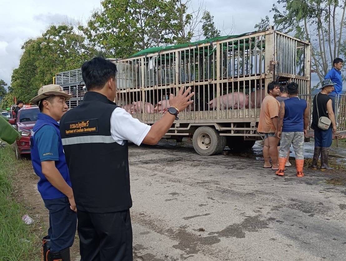 กรมปศุสัตว์เร่งช่วยเกษตรกรเลี้ยงสัตว์ใน 8จังหวัดประสบภัยพายุ “วิภา” มอบอาหารสัตว์พระราชทาน อพยพสัตว์เกือบ 6 หมื่นตัว – เฝ้าระวังโรคระบาดสัตว์เข้มข้น 5 386415