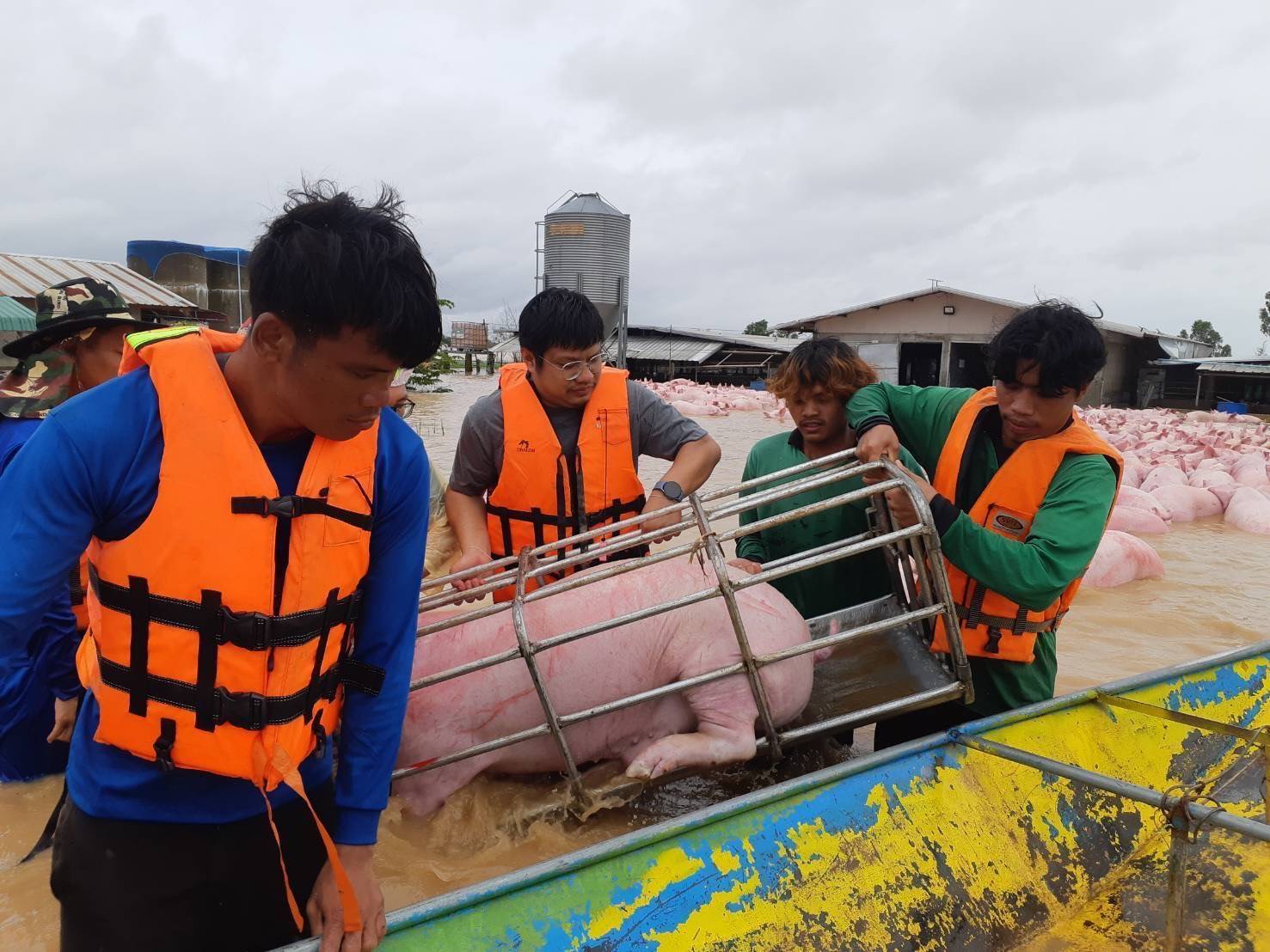 กรมปศุสัตว์เร่งช่วยเกษตรกรเลี้ยงสัตว์ใน 8จังหวัดประสบภัยพายุ “วิภา” มอบอาหารสัตว์พระราชทาน อพยพสัตว์เกือบ 6 หมื่นตัว – เฝ้าระวังโรคระบาดสัตว์เข้มข้น 7 386426