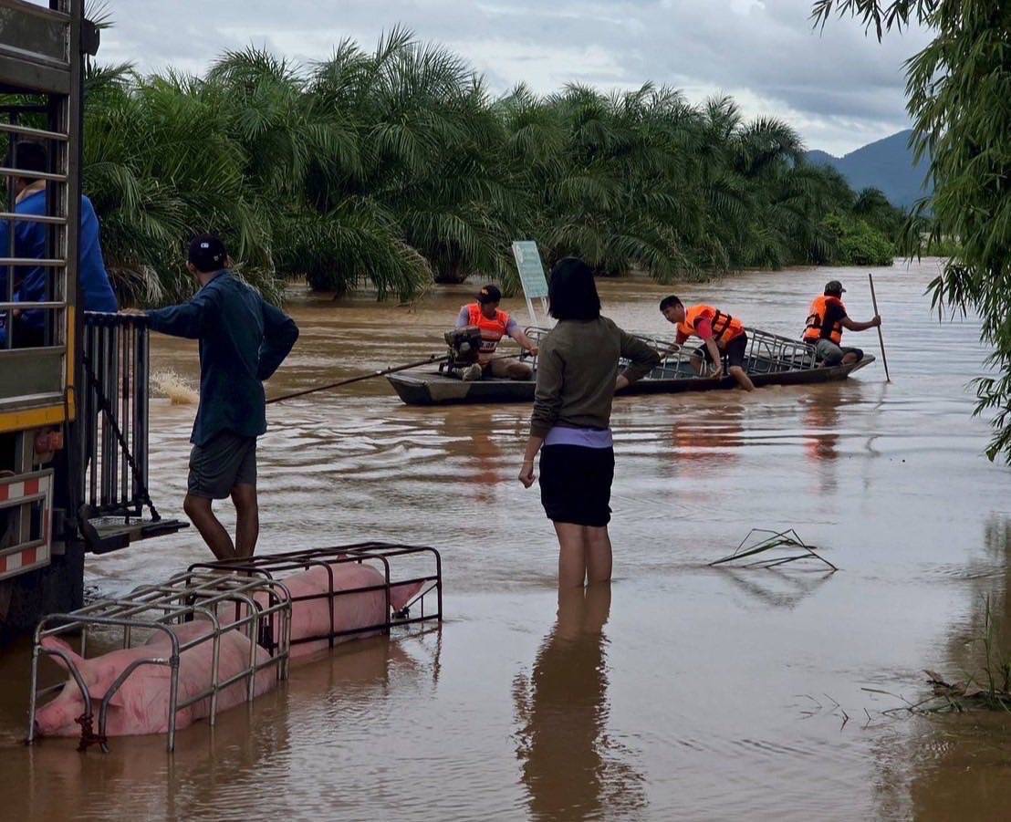 กรมปศุสัตว์เร่งช่วยเกษตรกรเลี้ยงสัตว์ใน 8จังหวัดประสบภัยพายุ “วิภา” มอบอาหารสัตว์พระราชทาน อพยพสัตว์เกือบ 6 หมื่นตัว – เฝ้าระวังโรคระบาดสัตว์เข้มข้น 11 386440